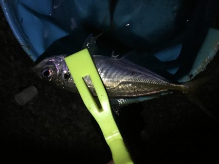 同付き仕掛けでアジ順調